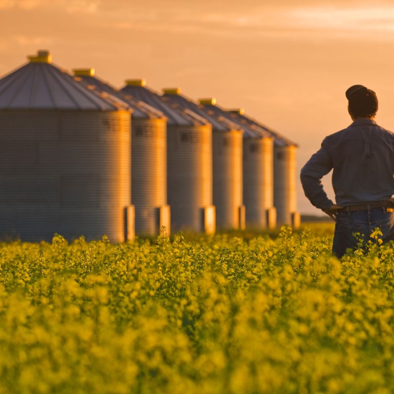 Farmer-in-Canola-Field-at-Sunset-Alamy-Stock-Image-scaled.jpg